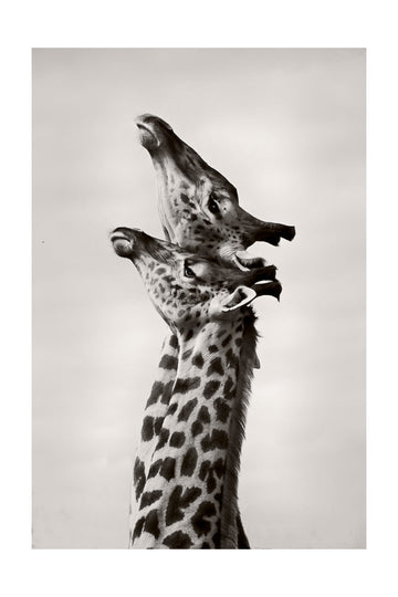 Two Giraffes Gaze | Poster - Passepartout
