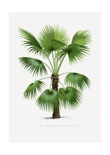 Xxvi Trithrinax B | Poster - Passepartout