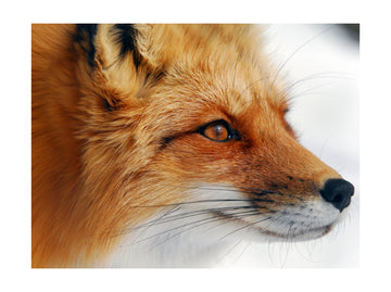 Observant Red Fox | Poster - Passepartout