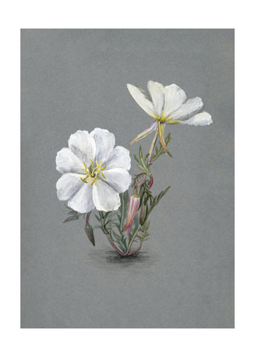 Giant Helleborine (1880) | Poster - Passepartout