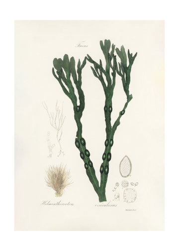 Bladder Wrack (fucus Vesiculosus)  Medical Botany | Poster - Passepartout