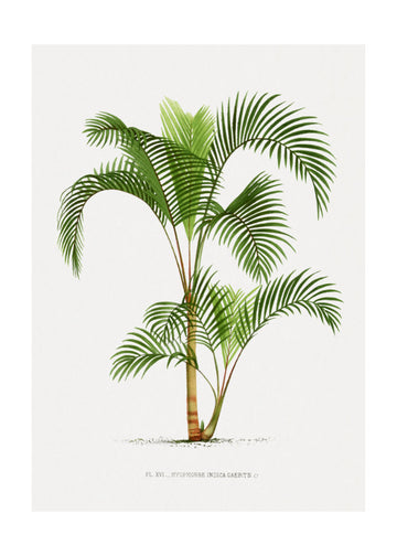 Xvi Hyophorbe I | Poster - Passepartout