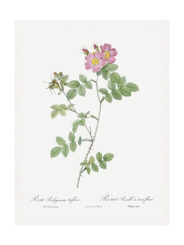 Sweetbriar, Les Roses (1817–1824) | Poster - Passepartout