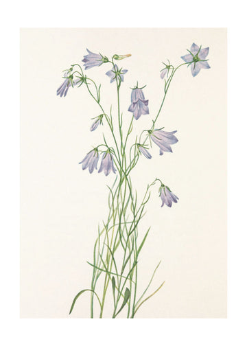 Harebell From North American Wildflowers (1925) By Mary Vaux Walcott | Poster - Passepartout