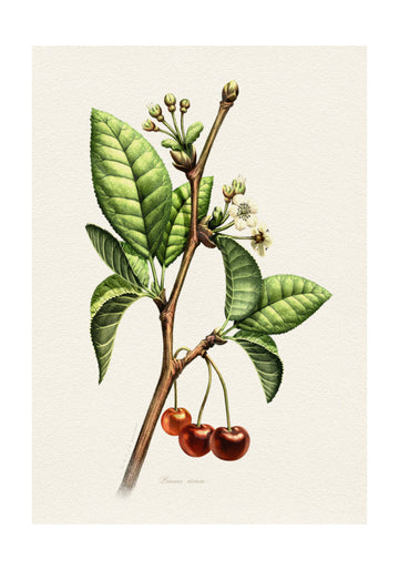 Sweet Cherry Botanical Branch | Poster - Passepartout