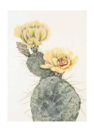 Missouri Prickly Pear From North American Wildflowers (1925) By Mary Vaux Walcott. | Poster - Passepartout