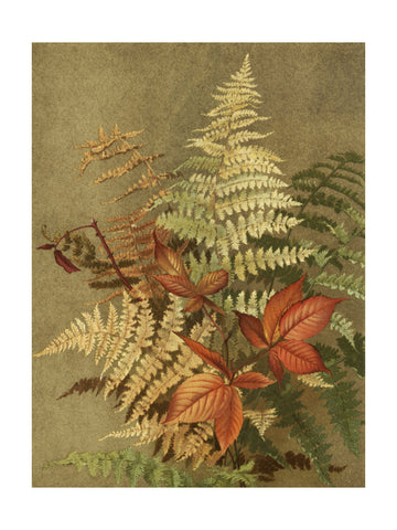 Autumn Ferns | Poster - Passepartout