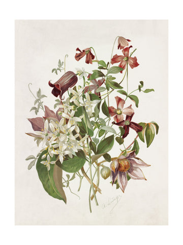 Clematis | Poster - Passepartout