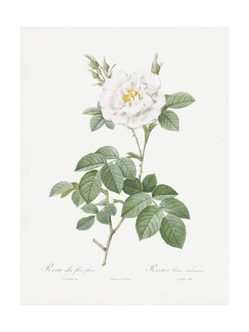 Rosa Alba Flore Pleno, Les Roses (1817–1824) | Poster - Passepartout