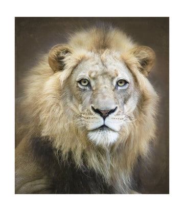 Majestic Lion Gaze | Poster - Passepartout