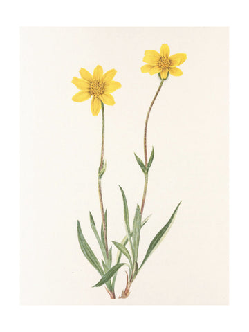 Woolly Arnica From North American Wildflowers (1925) By Mary Vaux Walcott | Poster - Passepartout