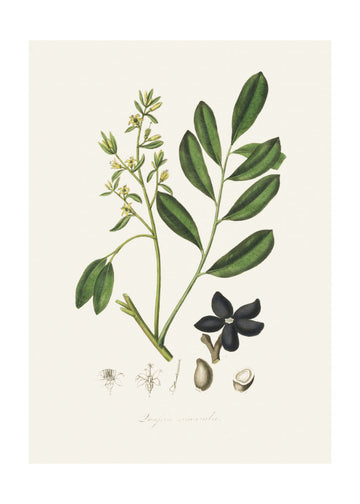 Lualsia Simarula Medical Botany | Poster - Passepartout