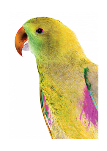 Vibrant Parrot Profile | Poster - Passepartout