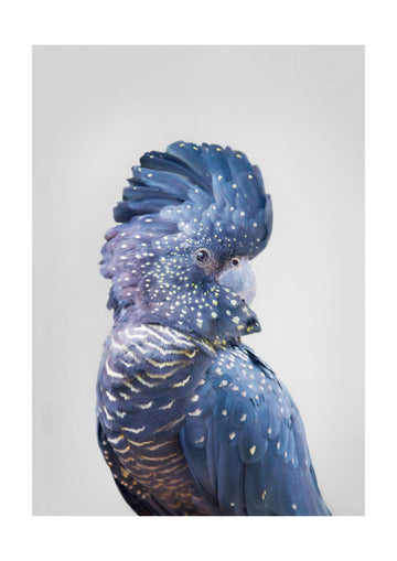 Black Cockatoo | Poster - Passepartout