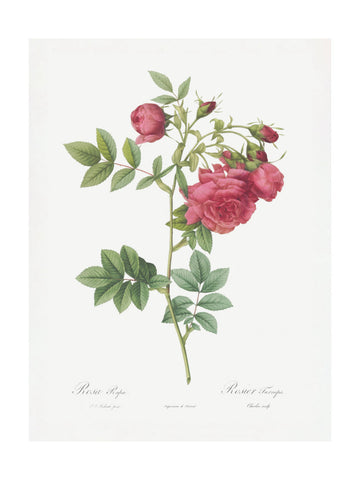 Turnip Roses, Les Roses (1817–1824) | Poster - Passepartout