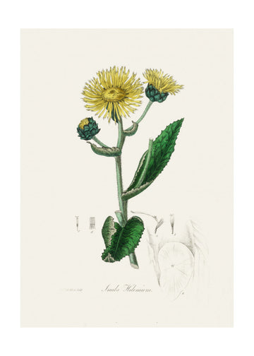 Elecampane (inula Helenium) Medical Botany | Poster - Passepartout