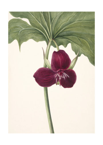 Sweet Trillium | Poster - Passepartout