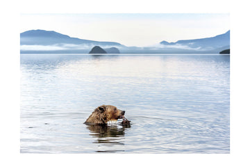 Grizzly Bear Fishing | Poster - Passepartout
