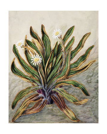 Mountain Daisy Drawn By Sarah Featon (1848–1927) | Poster - Passepartout