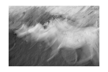 Dynamic White Horse | Poster - Passepartout
