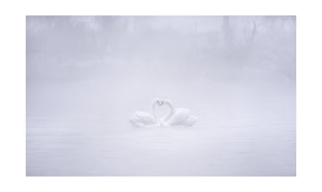 Misty Swans Heart | Poster - Passepartout