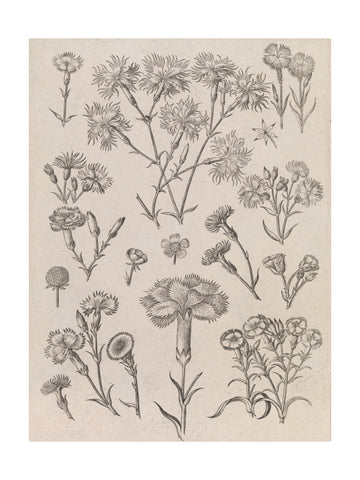 Daffodils | Poster - Passepartout