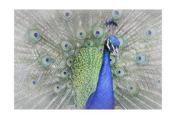 Majestic Peacock Display | Poster - Passepartout