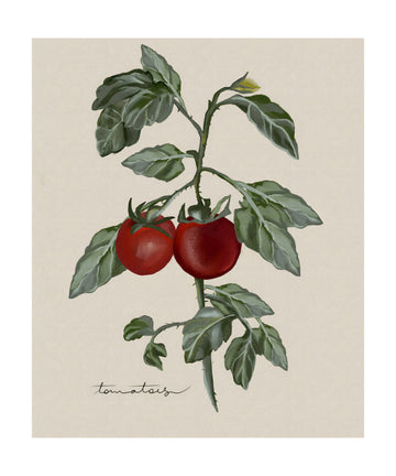 Ripe Tomatoes On Vine | Poster - Passepartout