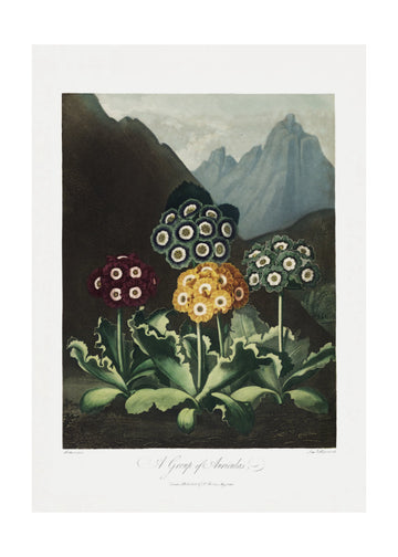 A Group of Auriculas from The Temple of Flora (1807) | Poster - Passepartout