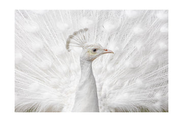 White Peacock Display | Poster - Passepartout
