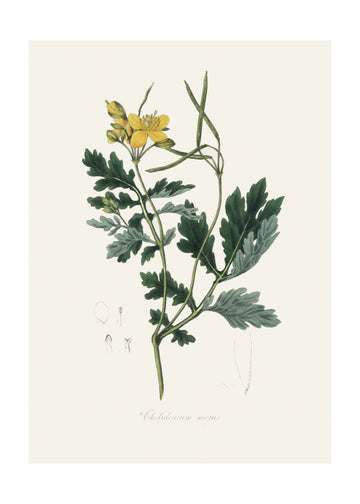 Greater Celandine (chelidonium Majus) Medical Botany | Poster - Passepartout