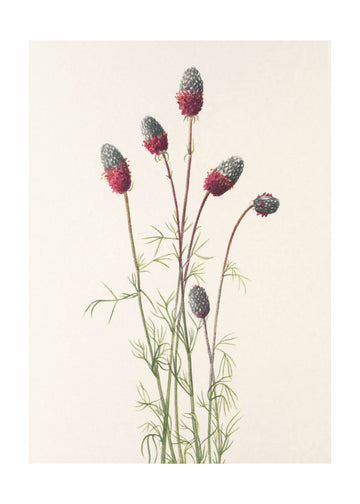 Purple Prairie Clover From North American Wildflowers (1925) By Mary Vaux Walcott | Poster - Passepartout