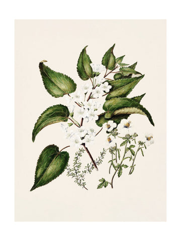 Hibiscus Trianium  By Sarah Featon (1848–1927 | Poster - Passepartout