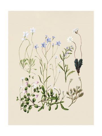 Wahlenbergias Drawn | Poster - Passepartout