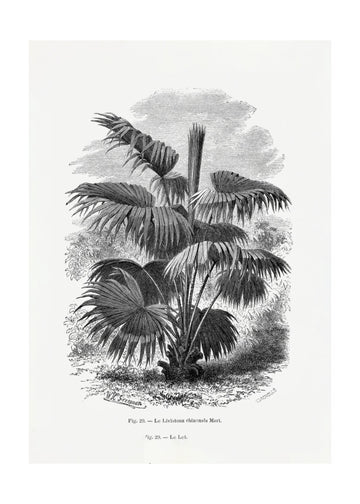 Vintage Palm Tree Drawing Xii | Poster - Passepartout