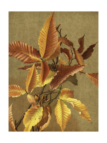 Autumn Leaves No. 3 Beech By Ellen Thayer Fisher | Poster - Passepartout