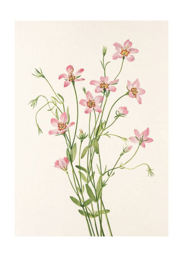 Saltmarsh Rose Gentian From North American Wildflowers (1925) By Mary Vaux Walcott. | Poster - Passepartout
