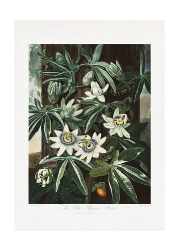 The Passiflora Cerulea from The Temple of Flora (1807) | Poster - Passepartout