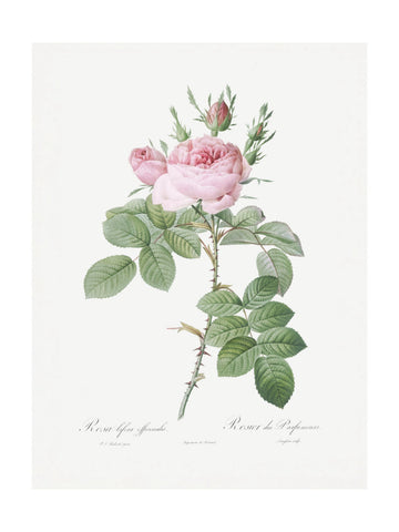 Rosa Bifera Officinalis,les Roses (1817–1824) | Poster - Passepartout