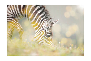 Peaceful Zebra Foal | Poster - Passepartout