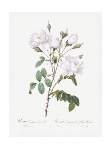 Rosa Gallica Pontiana, Les Roses (1817–1824) | Poster - Passepartout