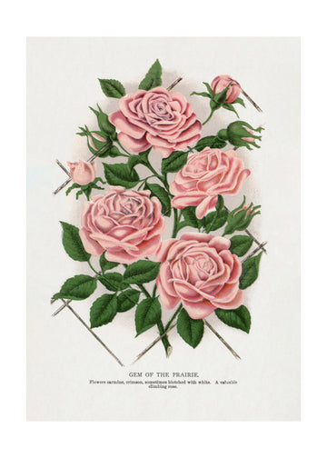 Pink Rose, Gem of the Prairie Lithograph | Poster - Passepartout