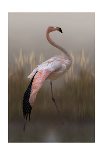 Graceful Flamingo | Poster - Passepartout