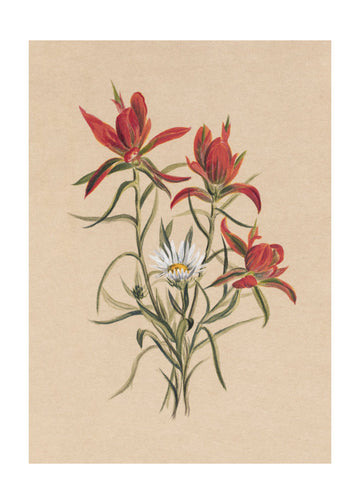 Indian Paintbrush (1883) | Poster - Passepartout