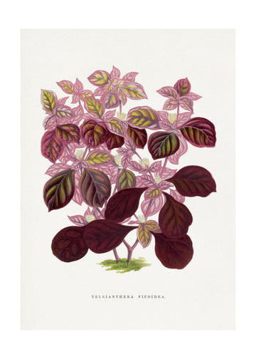 Pink Teleianthera Ficoidea Leaf Illustration | Poster - Passepartout