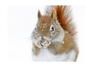 Red Squirrel In Snow | Poster - Passepartout