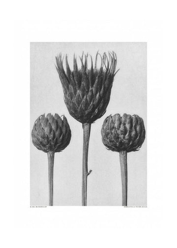 Serratula Nudicaulis | Poster - Passepartout