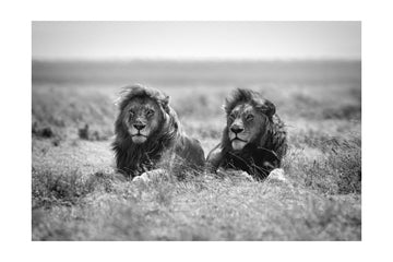 Two Majestic Lions | Poster - Passepartout