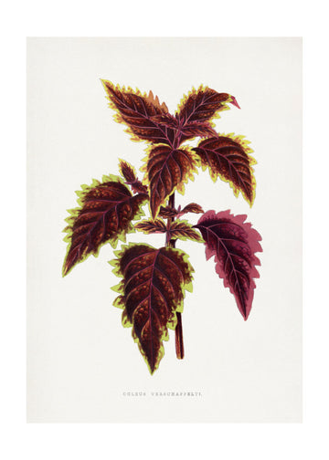 Pink Coleus Leaf Illustration | Poster - Passepartout