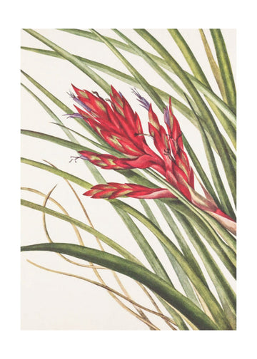 Quill Leaf Tillandsia From North American Wildflowers (1925) By Mary Vaux Walcott | Poster - Passepartout